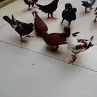 حمام شامي