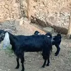 عنز عارضيه معى جفره عمره 3شهور
