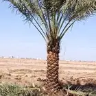 نخيل عربي مثمر فروخ وجثايث