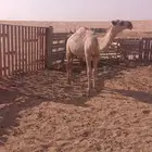 حاسي فاخر من الآخر