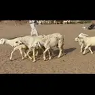 عرض لكم غنم حريات خلفات مراح واحد قطعه واحده