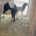 رخلة نجدية صنف ومعها طلي نعيمي