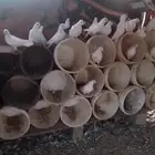 للبيع حمام فرنسي