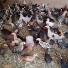 دجاج بلدى والمنيوم اعمار 4شهور