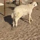 فحل كفو مشروط طيبه صنف صنف طيب