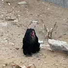 دجاج كوشن