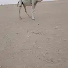 للبيع لقحه وضحاء طيبه سنها ثنو وهداوه شرط وسليمه العذرايب