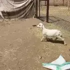 رخل تربيه