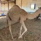قعدان طيبه ( تم البيع )