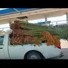 نخل مثمر للبيع