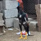 ديك سندي بيور