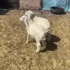 البيع طليان العمر 5شهور