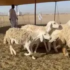 اليوم كم عرض غنم جنب دفيع