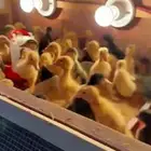 للبيع صوص بط