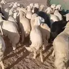 طليان ورخال 52