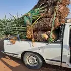 سلام عليكم ورحمة الله وبركاته يتوفر لدينا نخيل عربي مثمر