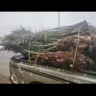 يوجد لدينا20حبه نخيل عربي مثمر للبيع