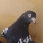زوج باكستاني