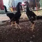 ديك شامو العدد 3