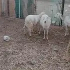 غنم دفيع شرط