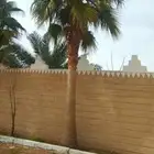 نخل امريكى زينه للبيع