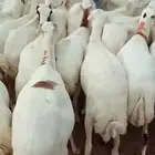 ضان رفيدي