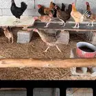 دجاج للبيع . الموقع ناوان شرق المضيلف