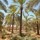 لدينا جميع انواع نخل واشنطن امريكي وكميات كبيرة وبسعر مناسب