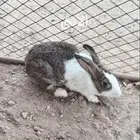 ارانب للبيع الذكر ب 40 ريال و الانثى ب 40 ريال