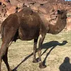 ناقه ملاقي صفراء مشروطه شرط مجموع بالحليب قصيا