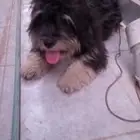 النوع  مالتيز ذكر العمر سنتين ملاحظات  لعوب جدا ومرح