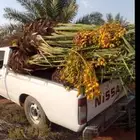 السلام عليكم ورحمه الله وبركاته يوجد لدينا جميع انواع انخيل