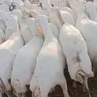 ضأن رفيديات طيبه قريب مرحه وحد