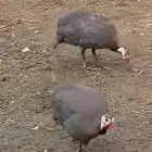 جازان قرية العشوه