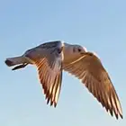 مرس الرايس