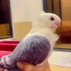 حمام صواف ذكر فحل
