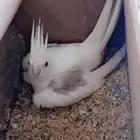 انثى كروان