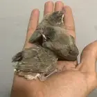 للبيع بلبيل شرط صحه ونضفه الي يبي يكلمني خاص وتساب الحبه ب45