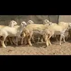غنم حريات رخال طيبه صنف الصنف طيبه