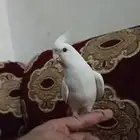 كروان البينو ابيض زي الحليب