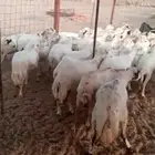 غنم رفيدية دفيع
