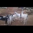 للبيع ماعز بيشيات عصايل العدد 5العدد جدع ثني دفيع
