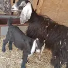 عنز سدس طيبه شرط سن وديد معه ولده عمر شهرين ونص