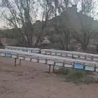 يوجد نحل للبيع