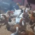 رماح