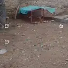شبك طيور ودجاج