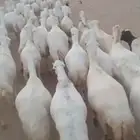 ضأن رفيديات قريب طيبه مرحه وحد