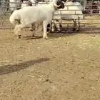 فحل نعمي طيب