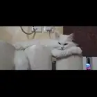 قط للتبني