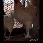 ديك للبيع ابراهما